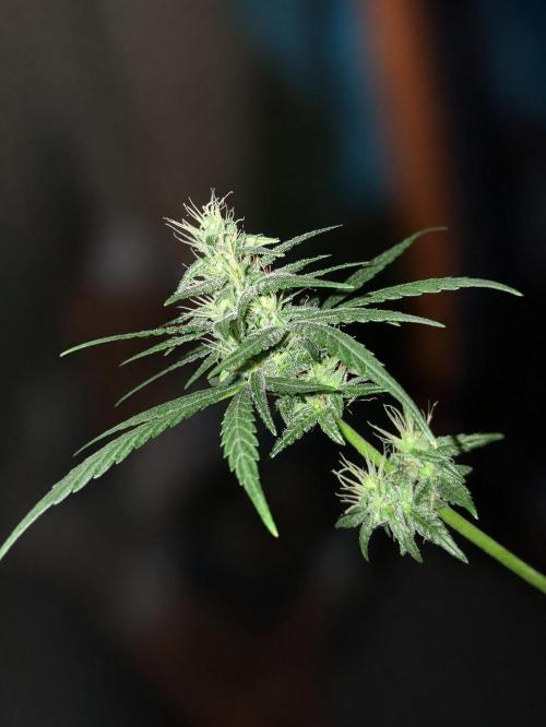 Northern Lights #1. Week 8