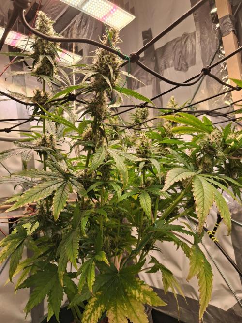 Northern Lights #1. Week 9