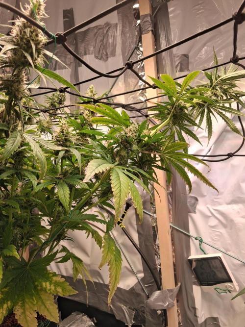 Northern Lights #1. Week 9