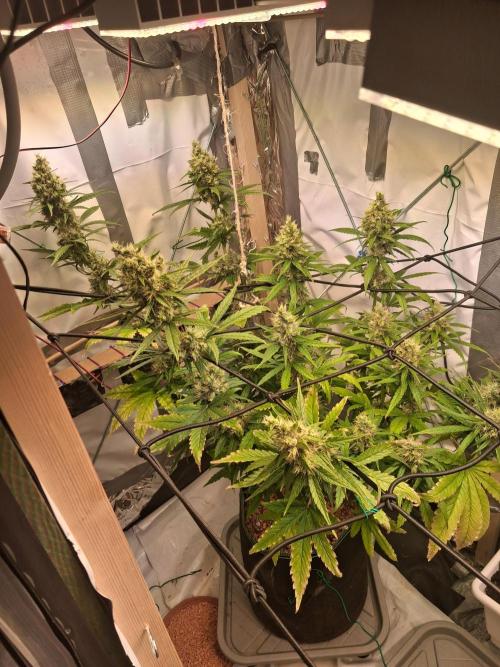Northern Lights #1. Week 10