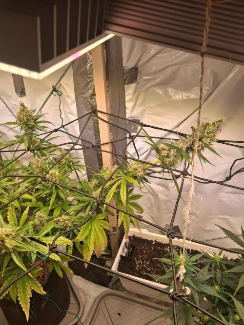 Northern Lights #1. Week 10