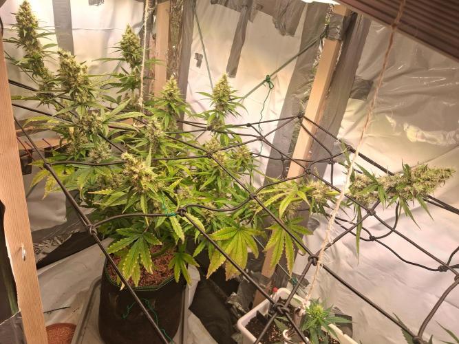 Northern Lights #1. Week 10