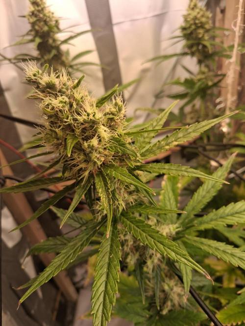 Northern Lights #1. Week 10