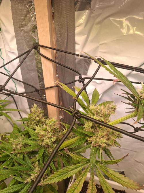 Northern Lights #1. Week 10