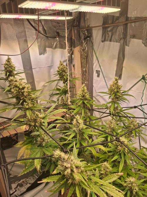 Northern Lights #1. Week 10