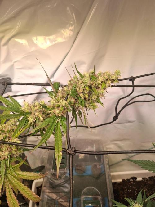 Northern Lights #1. Week 10
