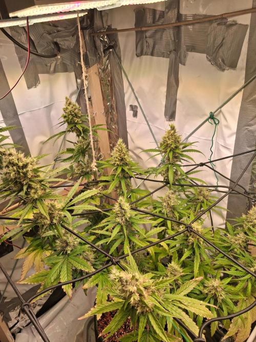 Northern Lights #1. Week 10