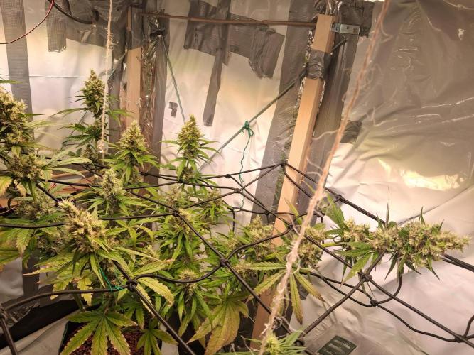 Northern Lights #1. Week 10