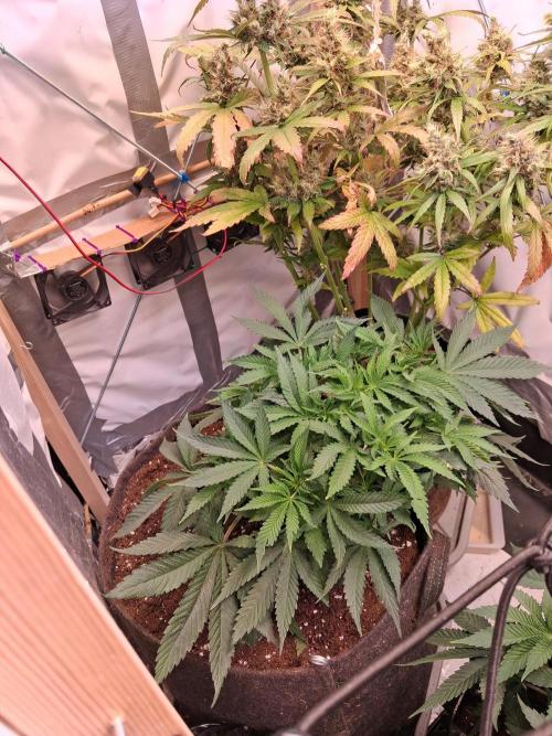 Northern Lights #1. Week 11