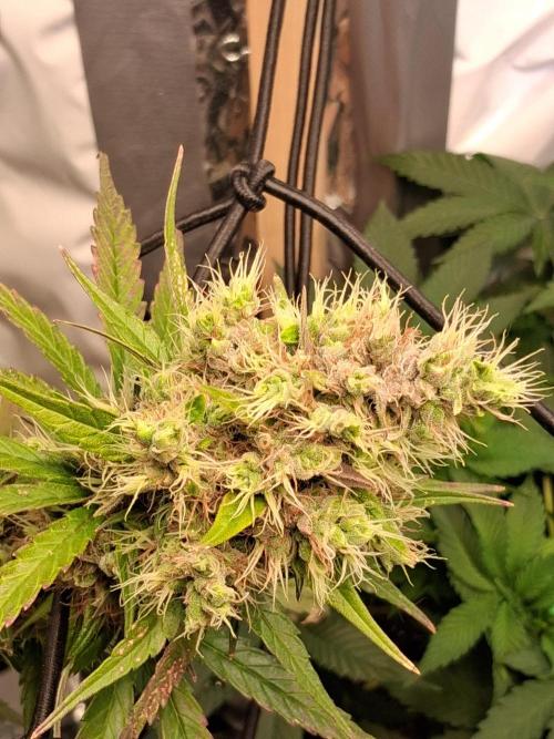 Northern Lights #1. Week 11