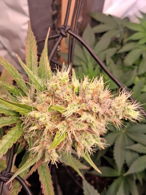 Northern Lights #1. Week 11