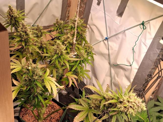 Northern Lights #1. Week 11