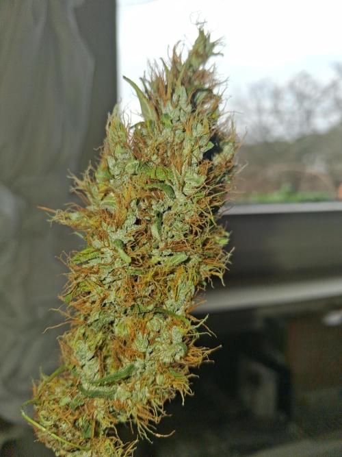 Northern Lights #1. Week 11