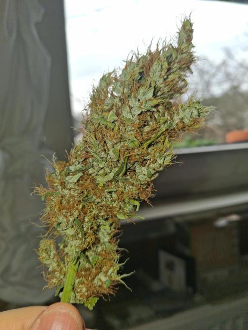 Northern Lights #1. Week 11