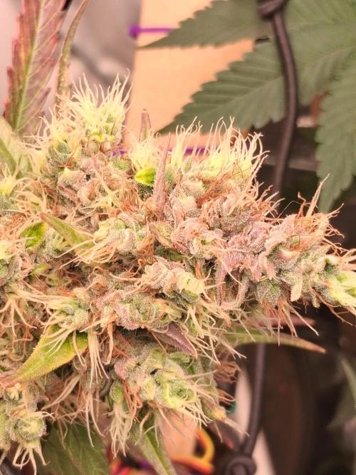Northern Lights #1. Week 11