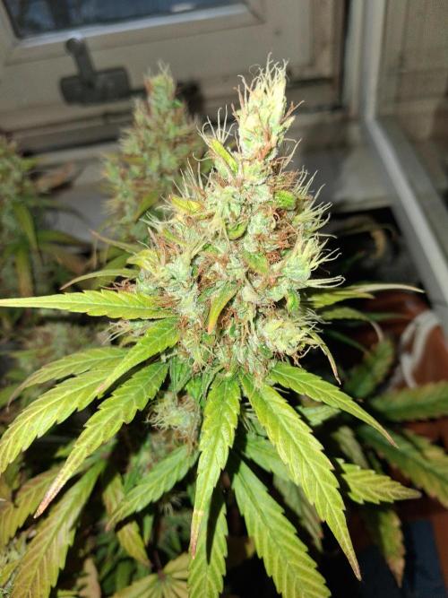 Northern Lights #1. Week 12