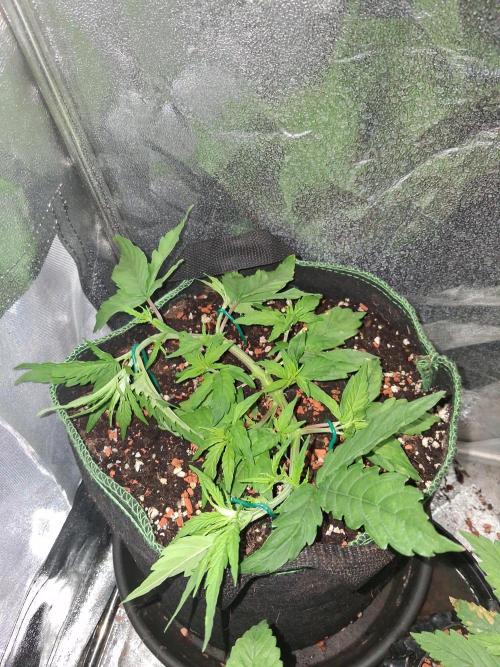 Northern Lights #2. Week 4