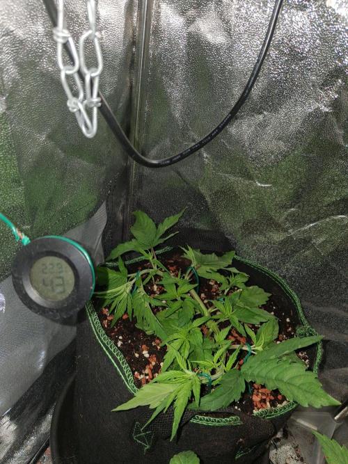 Northern Lights #2. Week 4