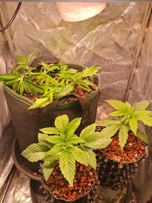 Northern Lights #2. Week 4