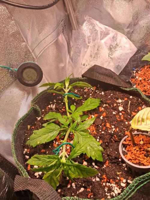Northern Lights #2. Week 4