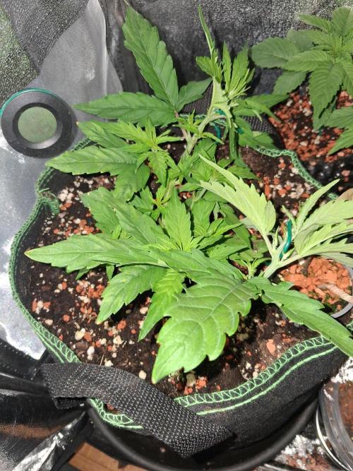 Northern Lights #2. Week 4