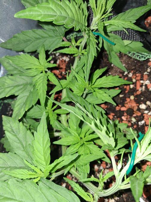 Northern Lights #2. Week 4