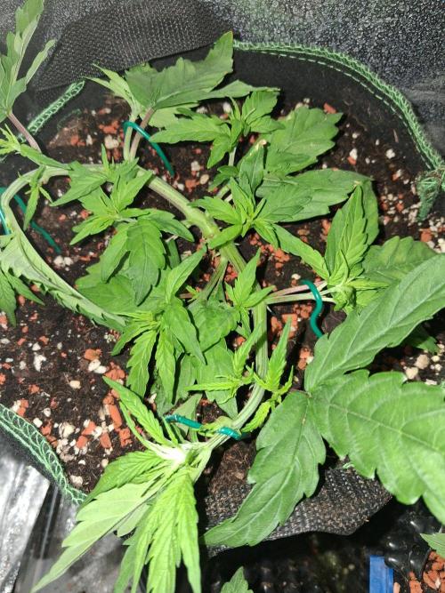 Northern Lights #2. Week 4