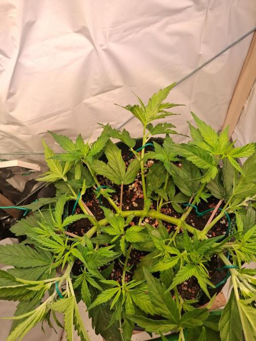 Northern Lights #2. Week 5