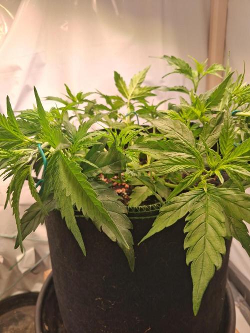 Northern Lights #2. Week 5