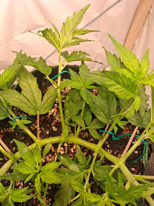 Northern Lights #2. Week 5