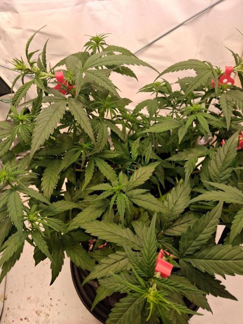 Northern Lights #2. Week 6
