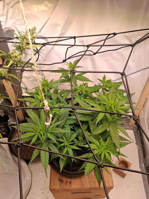 Northern Lights #2. Week 6