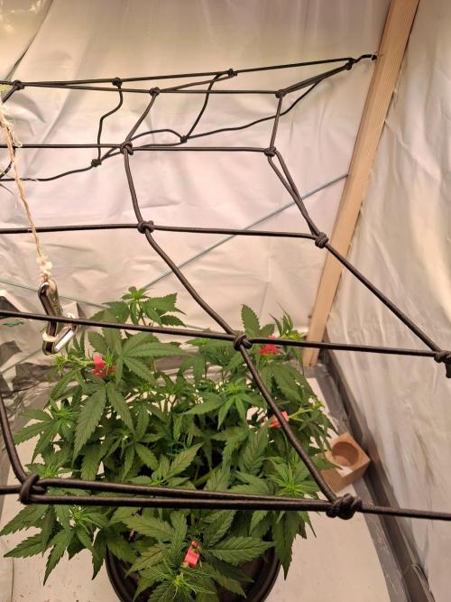 Northern Lights #2. Week 6