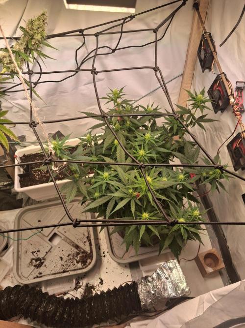 Northern Lights #2. Week 7