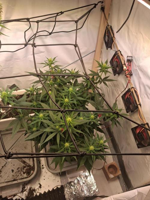 Northern Lights #2. Week 7