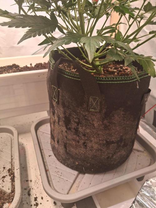 Northern Lights #2. Week 7