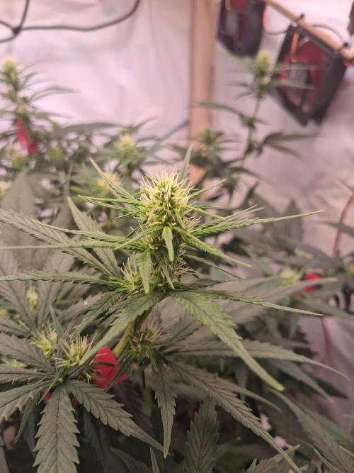 Northern Lights #2. Week 7