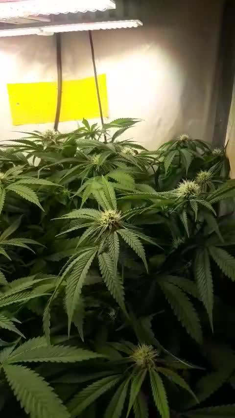 Jack 47, Banana Sherbert and unknown clones