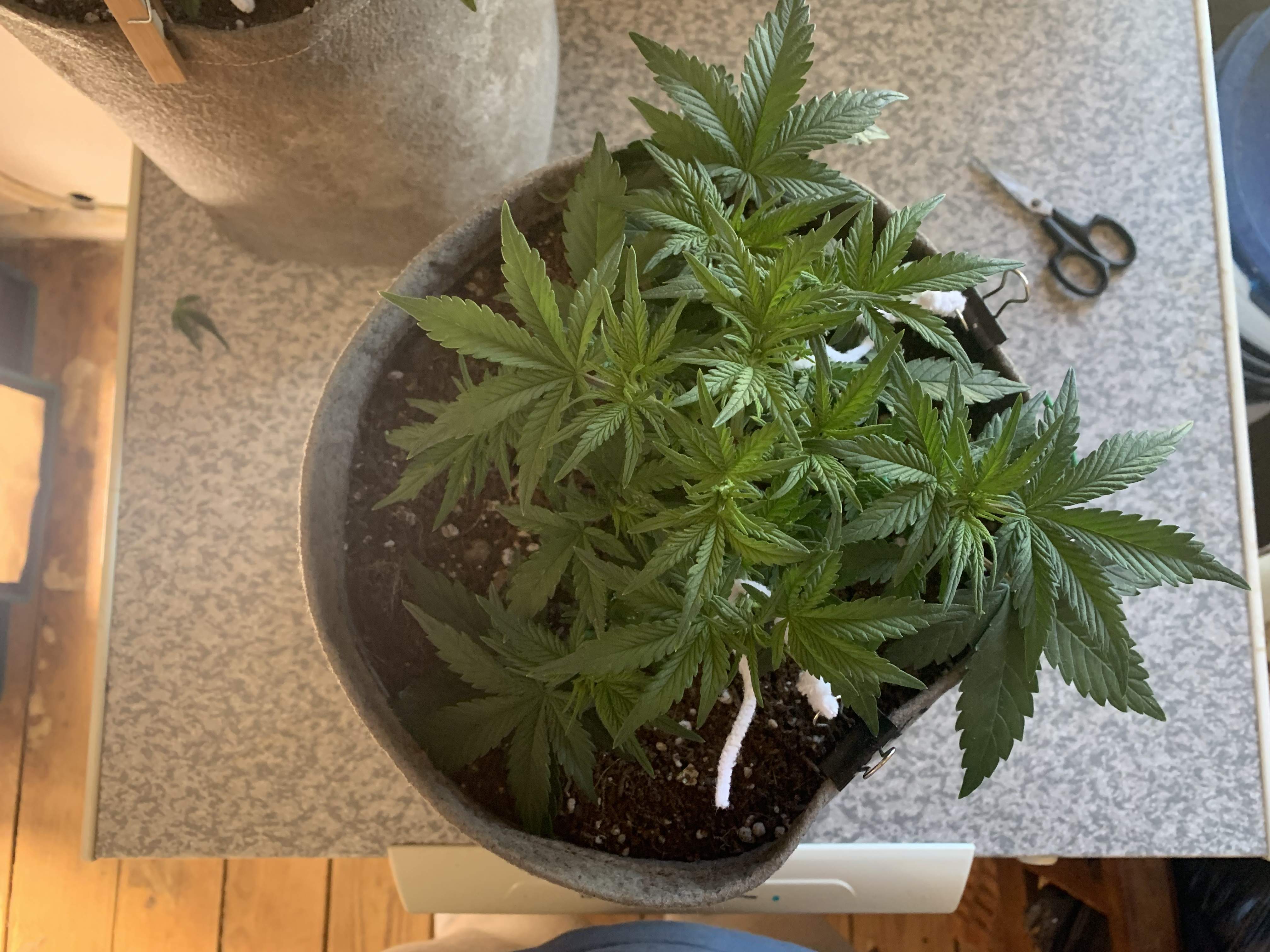Fast Buds Pineapple Express Auto grow diary (journal) week5 by Zollies