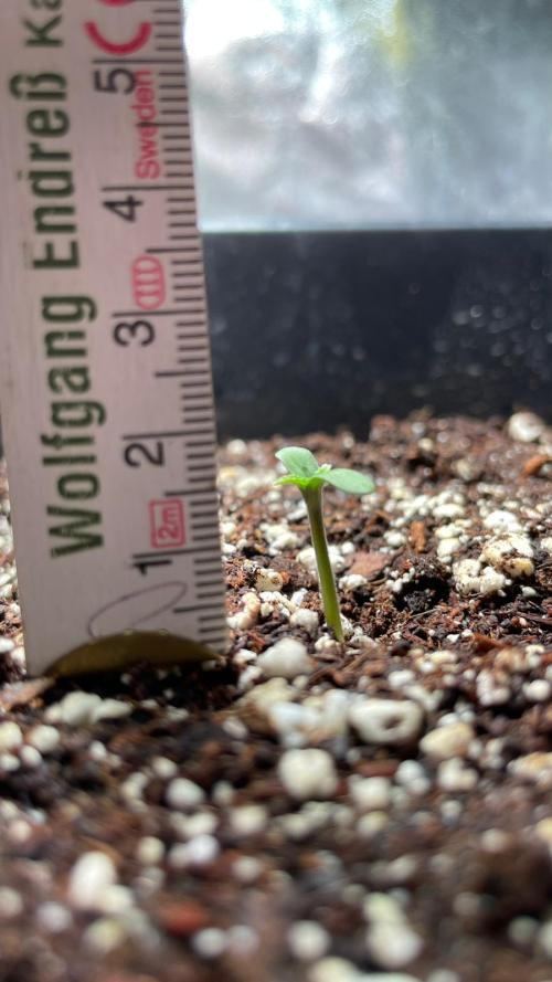 Autoflower World Cup - Red Stripe. Week 0 - Day 3 after gemination