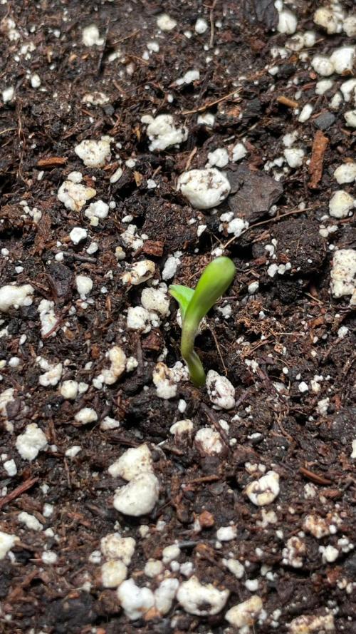 Autoflower World Cup - Red Stripe. Week 0 - Day 3 after gemination