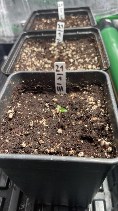 GMSDSP. Week 1 - Day 3 #3