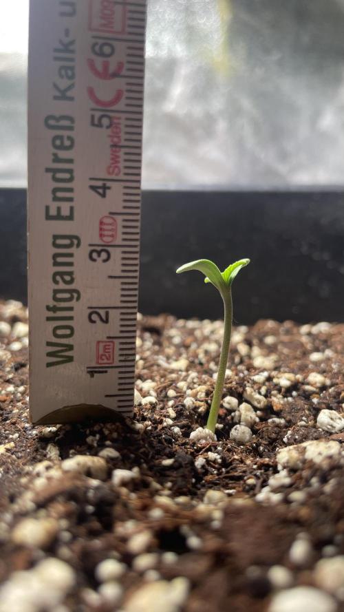 Autoflower World Cup 2026. Week 0 - Day 4 ( 1cm +) 