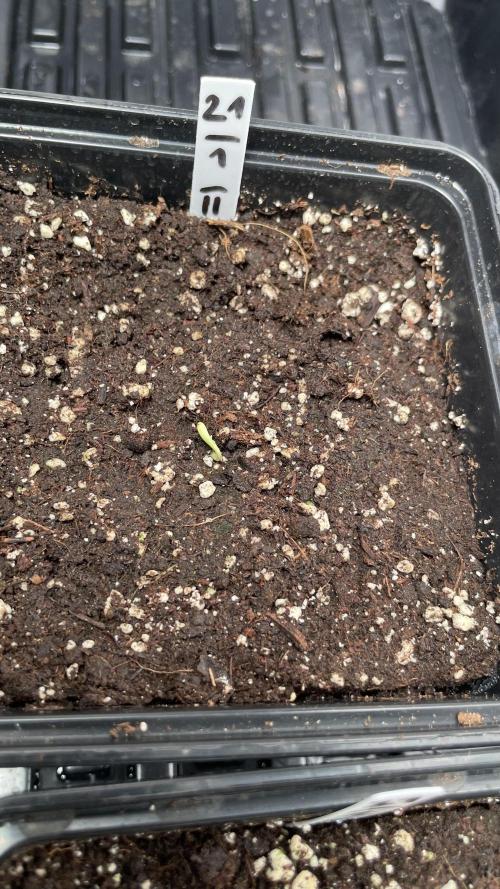 GMSDSP. Week 1 - Day 5 #2 - born