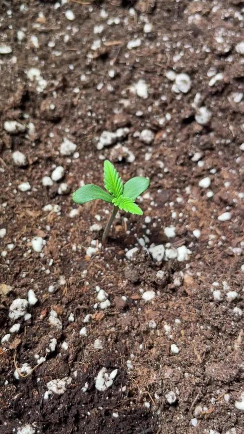 Autoflower World Cup 2026