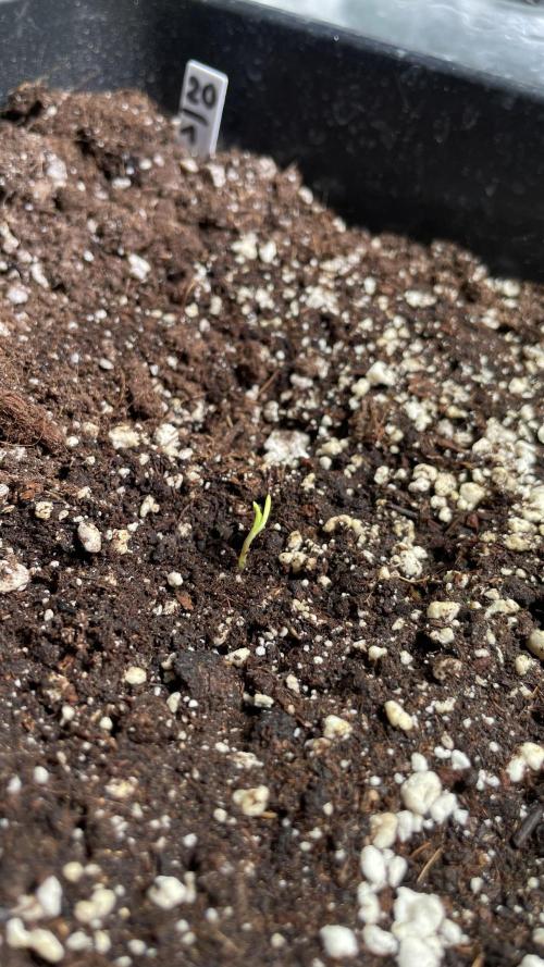 Autoflower World Cup 2026. Week 1 - Black Guava