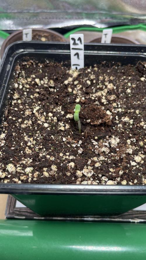 GMSDSP. Week 1 - #1 dickster Stanm, kompakter wuchs