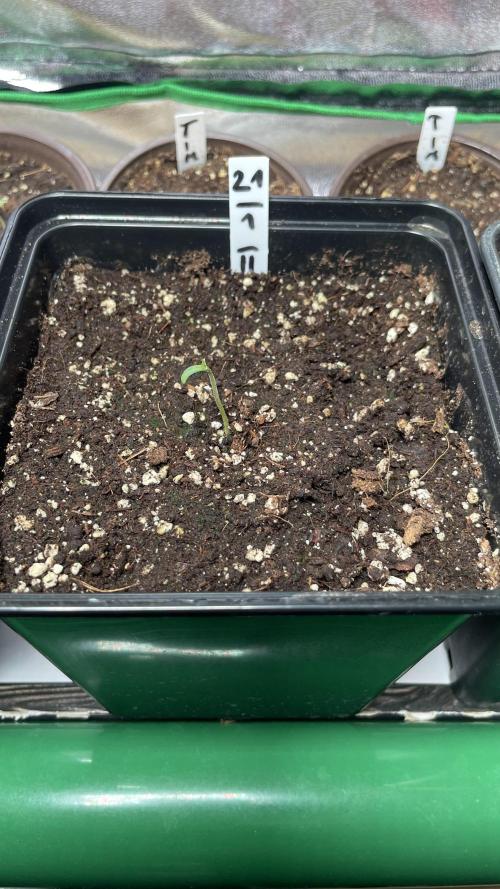 GMSDSP. Week 1 - #2 Forest Gump wurde geboren 💚