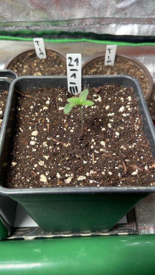 GMSDSP. Week 1 - # El Chapo - wachstum in die Höhe wird langsamer, Blätter breiten sich aus