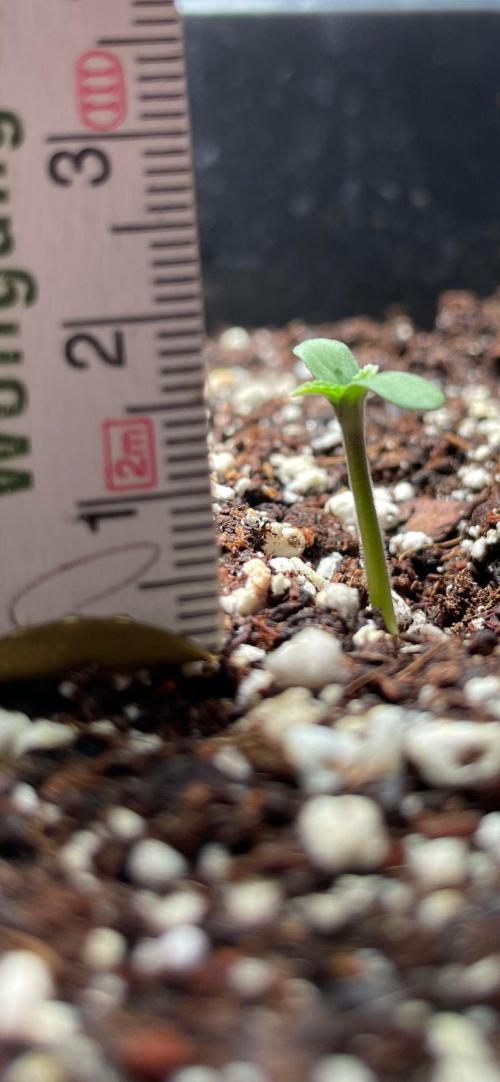 Autoflower World Cup 2026. Week 1 - Red Stripe 